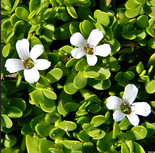 Brahmi