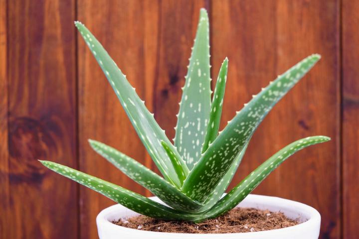 aloe vera