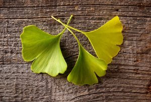 Ginkgo Biloba 