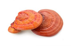 Reishi mushroom 