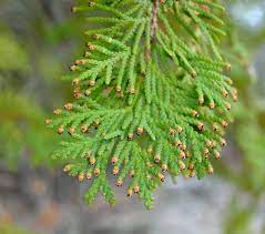 Thuja Occidentalis