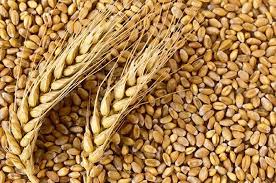 Wheat Proteins
