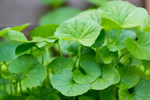 Centella Asiatica Extract