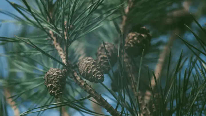 Pinus Pinaster Bark (Pycnogenol) Extract