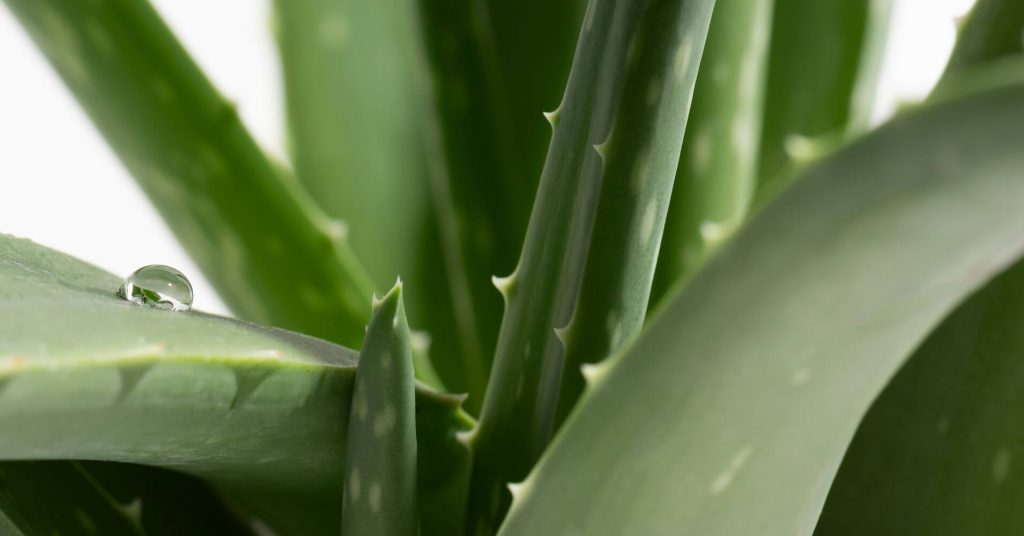 Aloe Vera