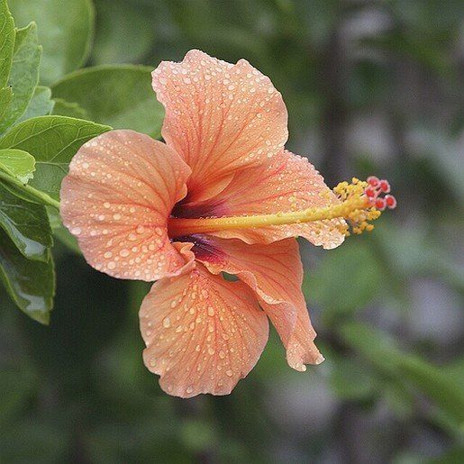 Hibiscus