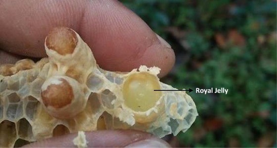 Royal jelly