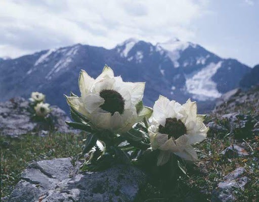 Snow Lotus