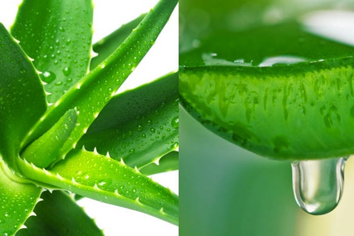 Aloe leaf extract