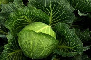 Dark leafy vegetables