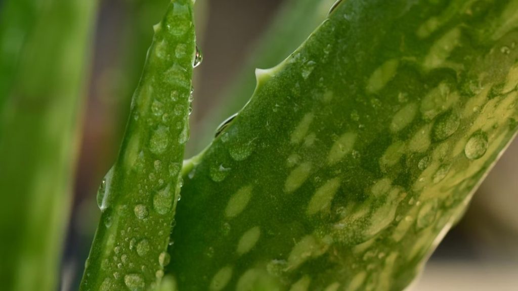 Aloe Vera